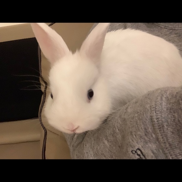 Meet your Posher, Yuki - Picture 1 of 1